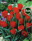 Red Hunter Tulip Bulbs