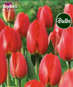 Tulip Red Impression Bulbs - Blooming Value Tulip Range