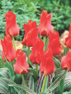 Red Riding Hood Tulip Bulbs