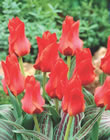 Red Riding Hood Tulip Bulbs