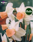 Daffodil Reggae Bulbs - Species Narcissi