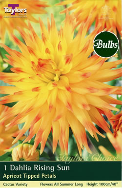 Rising Sun Dahlia Bulbs