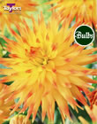 Rising Sun Dahlia Bulbs