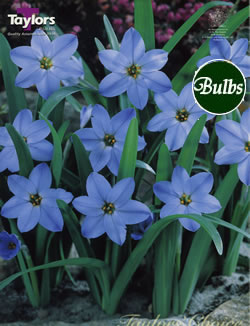 Ipheion Uniflorum Rolf Fiedler 
