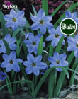 Ipheion Uniflorum Rolf Fiedler 