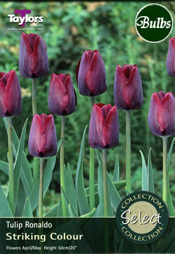 Ronaldo Tulip Bulbs - Select Premium Variety