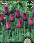 Ronaldo Tulip Bulbs - Select Premium Variety