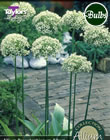 Rosenbachianum Album Allium Bulbs - Select Premium Variety