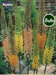 Eremurus Ruiter Hybrids