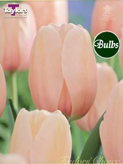 Salmon Impression - Darwin Hybrid Tulip Bulbs