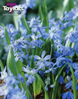 Scilla Siberica Bulbs - Blooming Value Miscellaneous Range