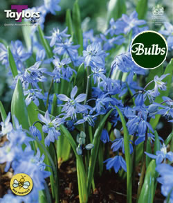 Scilla Siberica Bulbs - Blooming Value Miscellaneous Range