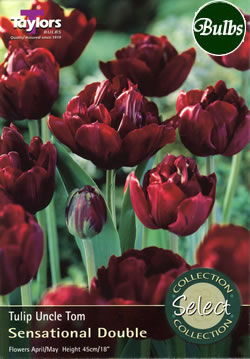 Uncle Tom Tulip Bulbs - Select Premium Variety