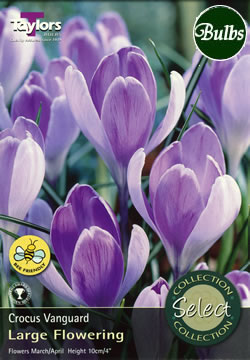 Vanguard Crocus Bulbs - Select Premium Variety