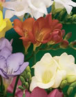 Freesia Single Mixed Xtra Large Bulbs