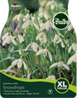 Snowdrops Galanthus Nivalis - XL Value Range