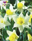 Narcissi Spring Dawn Bulbs - Blooming Value Narcissi Range