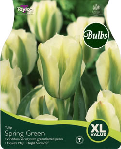 Tulip Spring Green Bulbs - XL Value Range
