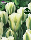 Spring Green Tulip Bulbs
