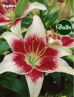 Strawberrys and Cream -Exotic Lily Bulb