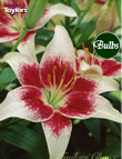 Strawberrys and Cream -Exotic Lily Bulb
