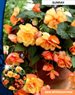 Begonia Cascade Sunray Bulbs
