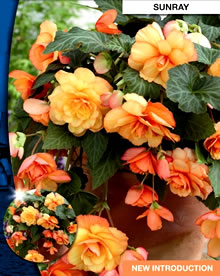 Begonia Cascade Sunray Bulbs