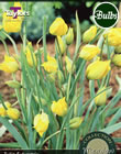 Sylvestris Tulip Bulbs - Native, Woodland & Meadow Variety