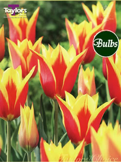 Synaeda King - Lily Flowered Tulip Bulbs