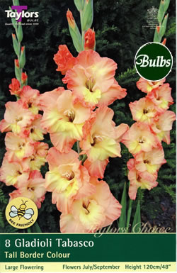 Tabasco Gladioli Bulbs