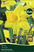 Daffodil Tamara Bulbs