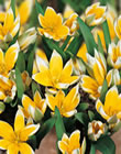 Tulip Bulbs - Tarda