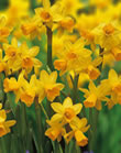 Tete a Tete Daffodil Bulbs