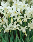Daffodil Narcissus Bulbs - Thalia