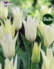 Tulip Tres Chic Bulbs - XL Value Range