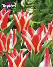 Tulip Pinocchio Bulbs - Blooming Value Tulip Range