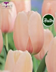 Salmon Impression - Darwin Hybrid Tulip Bulbs