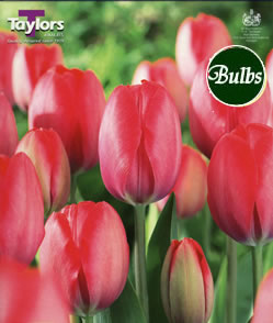 Tulip Van Eijk Bulbs - Blooming Value Tulip Range