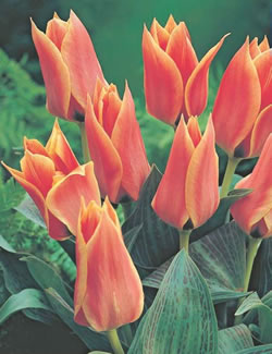 Calypso Tulip Bulbs