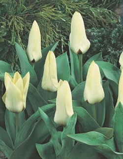 Concerto Tulip Bulbs