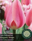Cosmopolitan Tulip Bulbs - Select Premium Variety