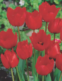 Crystal Beauty Tulip Bulbs