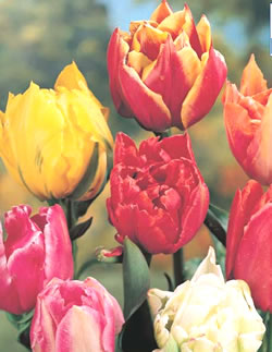Tulip Bulbs - Double Early Mixed
