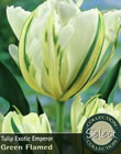 Exotic Emperor Tulip Bulbs - Select Premium Variety