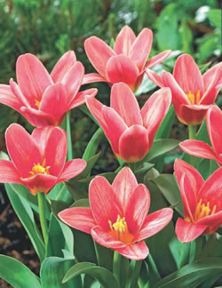 Fashion Tulip Bulbs