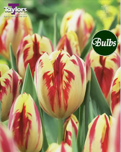 Grand Perfection - Cottage Garden Tulip Bulb