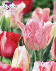 Tulip Hemisphere Bulbs - Blooming Value Tulip Range