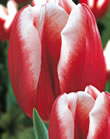 Tulip Triumph Bulbs - Leen Van Der Mark