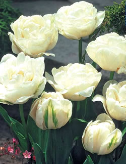 Mount Tacoma - Double Late Tulip Bulbs