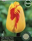 Olympic Flame Tulip Bulbs - Select Premium Variety